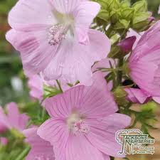 Image result for Malva moschata