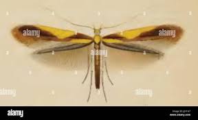 Attēlu rezultāti vaicājumam “Caloptilia alchimiella”