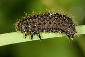 Attēlu rezultāti vaicājumam “Galeruca tanaceti”