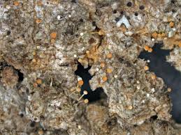 Attēlu rezultāti vaicājumam “Sclerophora pallida”