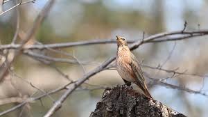 Image result for Turdus naumanni