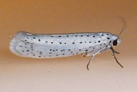 Attēlu rezultāti vaicājumam “Yponomeuta evonymella”