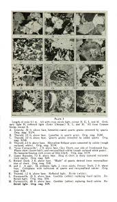 Attēlu rezultāti vaicājumam “Lycogala ustulatum”