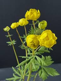 Attēlu rezultāti vaicājumam “Trollius europaeus flower”
