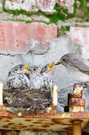 Attēlu rezultāti vaicājumam “Muscicapa striata juvenile”