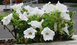 Image result for Petunie