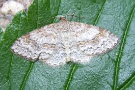 Attēlu rezultāti vaicājumam “Hydrelia sylvata”