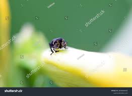 Attēlu rezultāti vaicājumam “Mononychus punctumalbum”