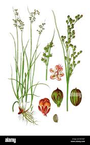 Attēlu rezultāti vaicājumam “Juncus compressus fruit”