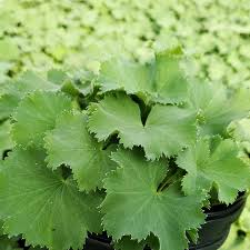 Image result for Alchemilla mollis