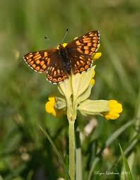 Attēlu rezultāti vaicājumam “Hamearis lucina upperside”