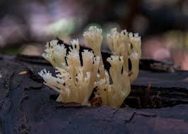 Attēlu rezultāti vaicājumam “Pucciniastrum areolatum”