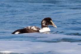 Attēlu rezultāti vaicājumam “Somateria mollissima juvenile”