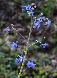 Attēlu rezultāti vaicājumam “Boraginaceae”