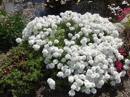 Image result for Schleifenblume