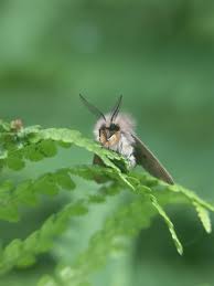 Attēlu rezultāti vaicājumam “Diaphora mendica”