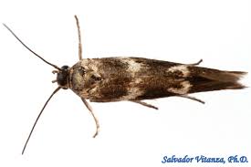 Attēlu rezultāti vaicājumam “Scythrididae”