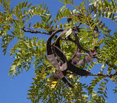 Attēlu rezultāti vaicājumam “Gleditsia triacanthos bud”