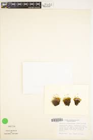 Attēlu rezultāti vaicājumam “Saelania glaucescens”