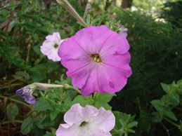 Image result for Petunia
