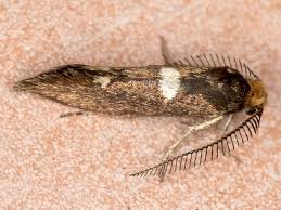 Attēlu rezultāti vaicājumam “Incurvariidae”