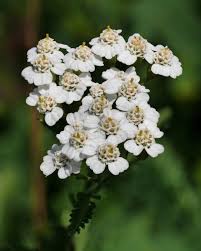 Attēlu rezultāti vaicājumam “Achillea millefolium”