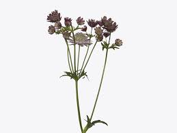 Image result for Astrantia majon `Abbey Road`