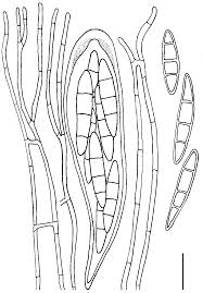 Attēlu rezultāti vaicājumam “Lecanactis abietina”