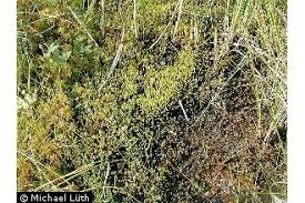 Attēlu rezultāti vaicājumam “Paludella squarrosa”