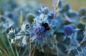 Attēlu rezultāti vaicājumam “Eryngium maritimum bud”