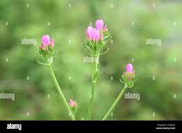 Attēlu rezultāti vaicājumam “Centaurium erythraea bud”