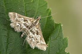 Attēlu rezultāti vaicājumam “Diasemia reticularis”