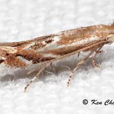 Attēlu rezultāti vaicājumam “Bucculatrix rhamniella”