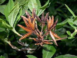 Attēlu rezultāti vaicājumam “Rhododendron calendulaceum”