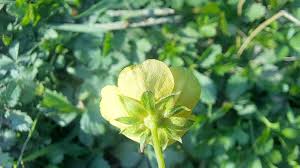 Attēlu rezultāti vaicājumam “Potentilla reptans bud”