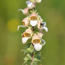 Image result for Digitalis lanata