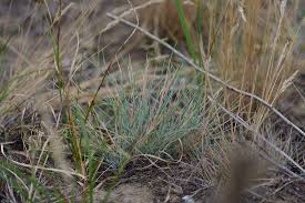 Attēlu rezultāti vaicājumam “Festuca psammophila”