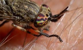 Attēlu rezultāti vaicājumam “Haematopota sp.”