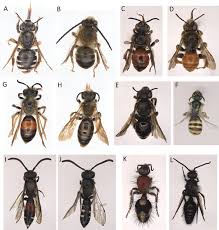 Attēlu rezultāti vaicājumam “Oxymirus cursor female”