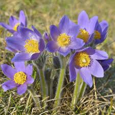 Attēlu rezultāti vaicājumam “Pulsatilla patens”