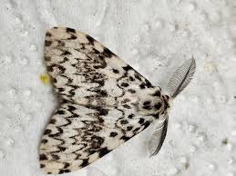 Attēlu rezultāti vaicājumam “Lymantria monacha imago”