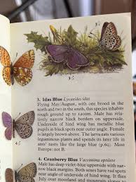 Attēlu rezultāti vaicājumam “Vacciniina optilete underside”