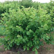 Attēlu rezultāti vaicājumam “Hamamelis vernalis”