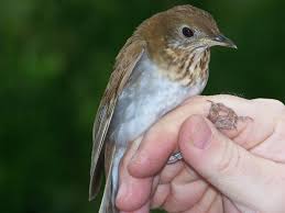 Image result for Catharus fuscescens