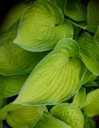 Attēlu rezultāti vaicājumam “Hosta sp.”