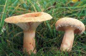 Attēlu rezultāti vaicājumam “Lactarius torminosus”