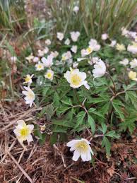 Attēlu rezultāti vaicājumam “Anemone x lipsiensis”
