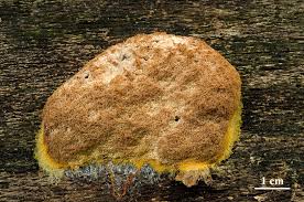 Attēlu rezultāti vaicājumam “Fuligo septica var. rufa”