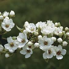 Attēlu rezultāti vaicājumam “Pyrus”