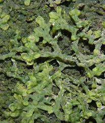 Attēlu rezultāti vaicājumam “Metzgeria furcata”